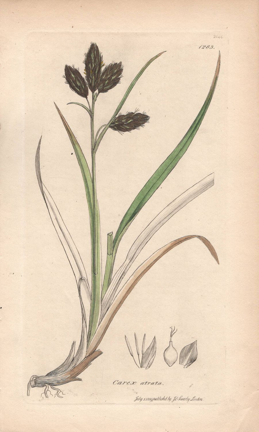 1809 Botanical Study of Plate # 1283 Carex atrata w/ohc By Sowerby