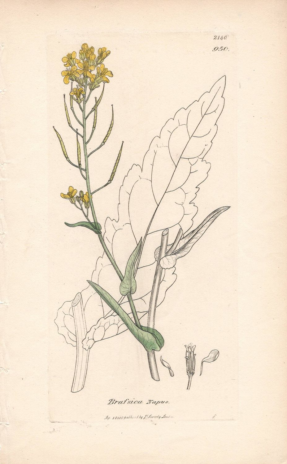 1810 Botanical Study of Plate # 950 Brassica napus w/ohc By Sowerby