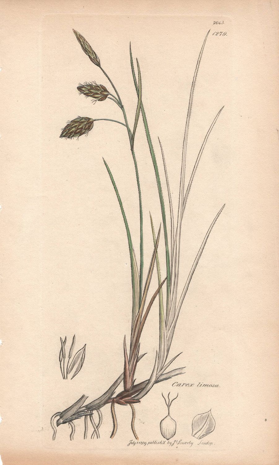 1809 Botanical Study of Plate # 1279 Carex limosa w/ohc By Sowerby
