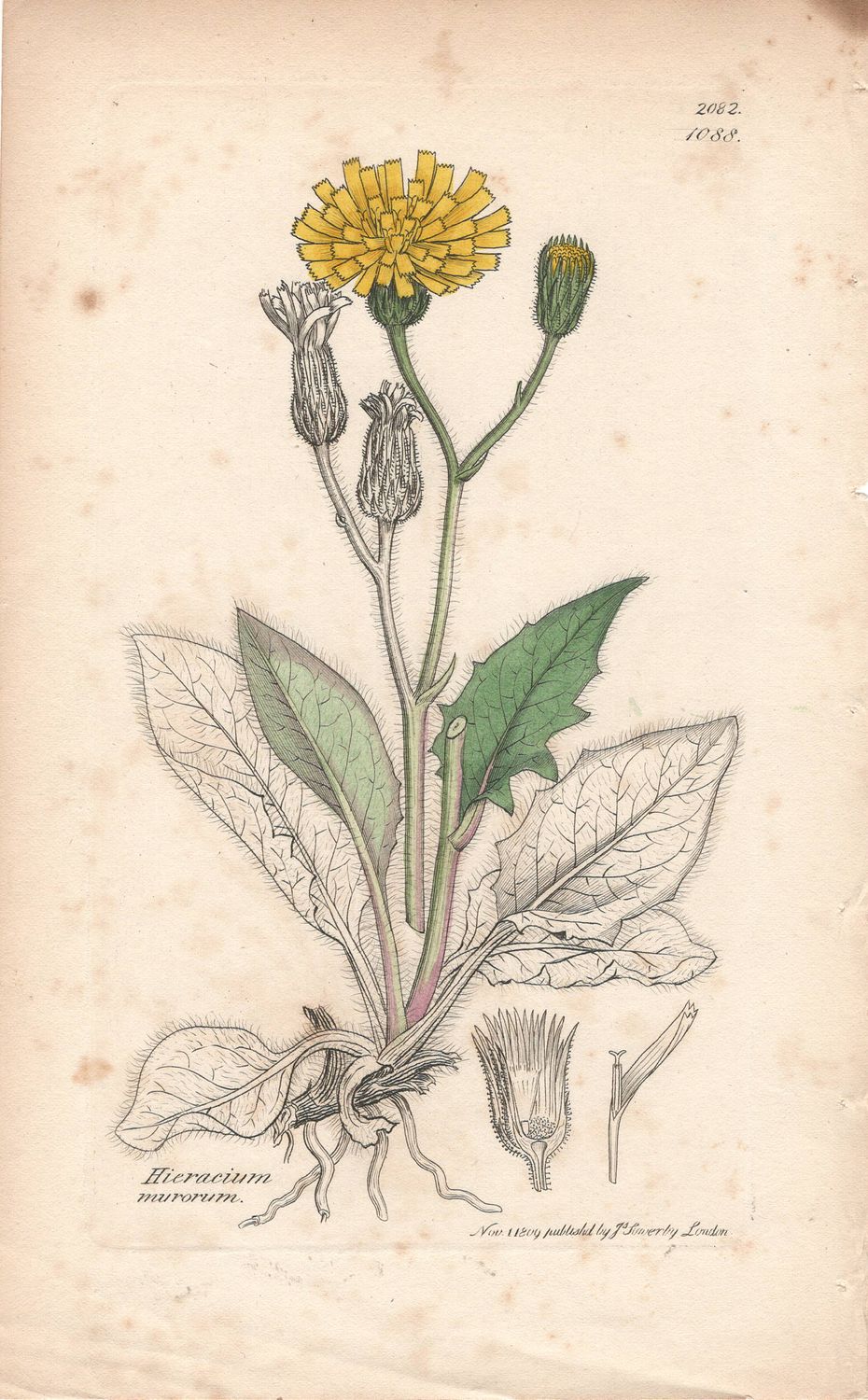 1809 Botanical Study of Plate # 1088 Hieracium murorum w/ohc By Sowerby