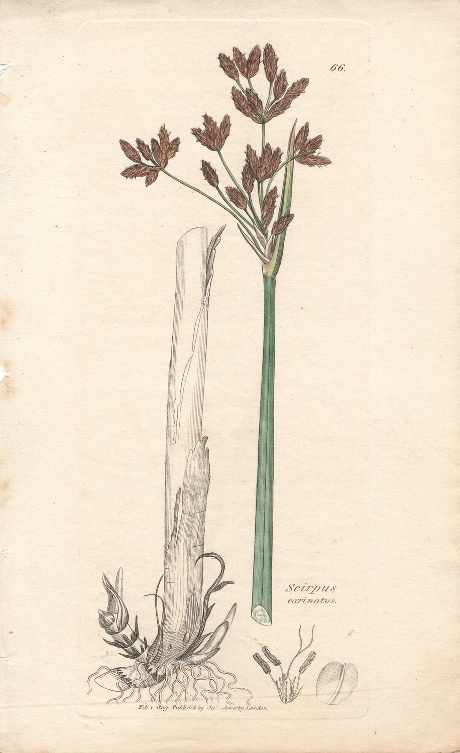 1809 Botanical Study of Plate # 66 Scirpus carinatus w/ohc By Sowerby