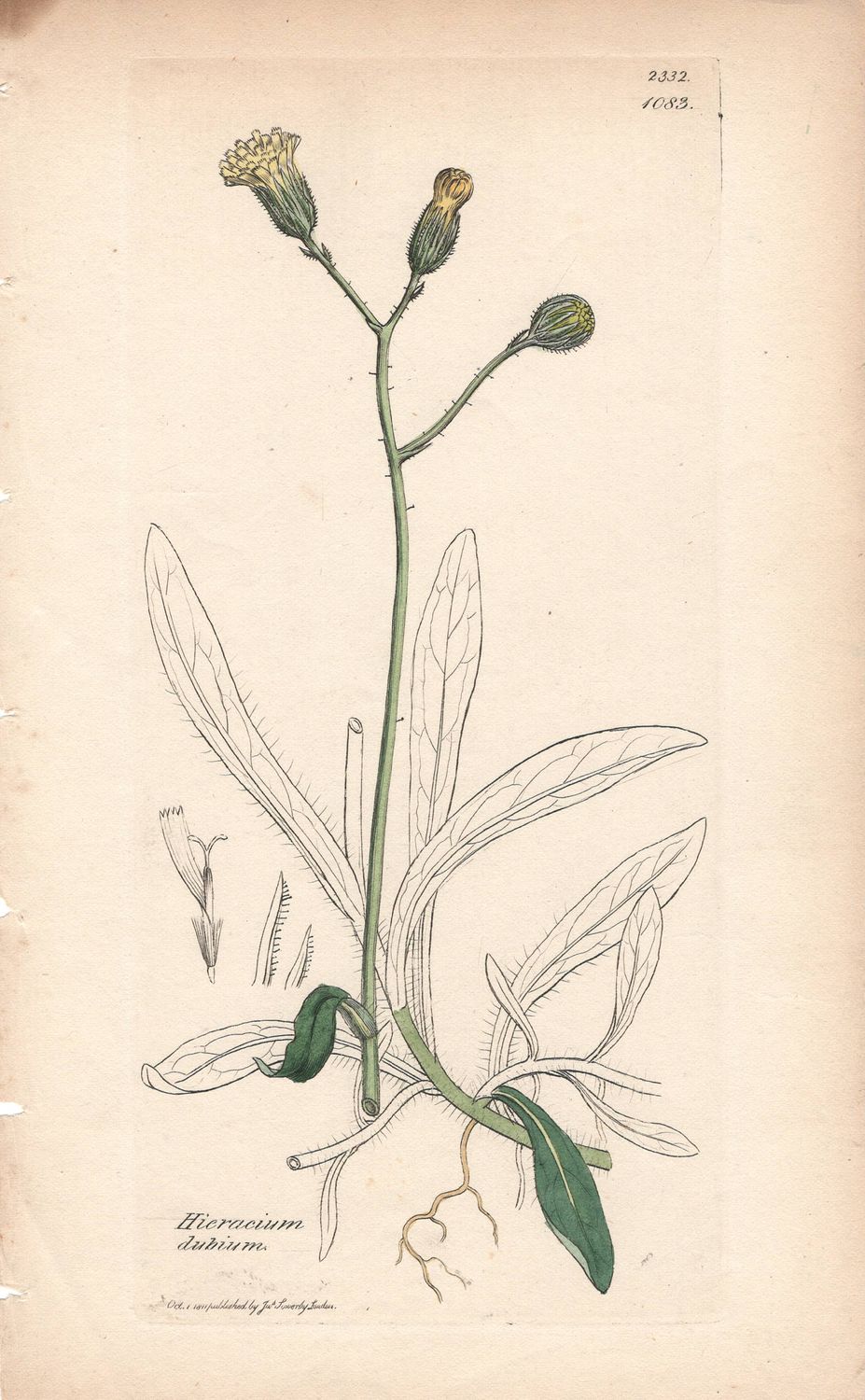 1811 Botanical Study of Plate # 1083 Hieracium dubium w/ohc By Sowerby