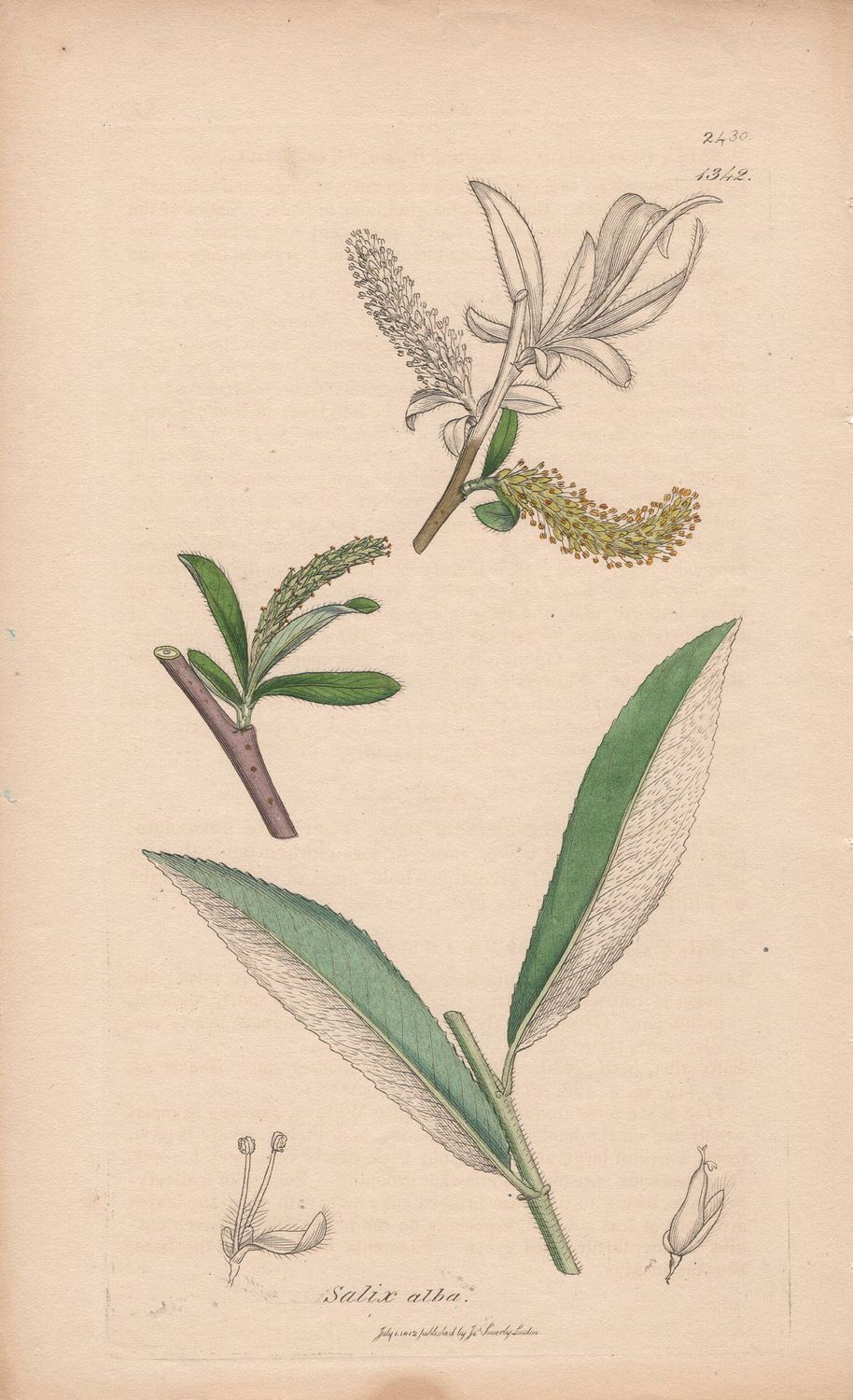 1812 Botanical Study of Plate # 1342 Salix alba w/ohc By Sowerby