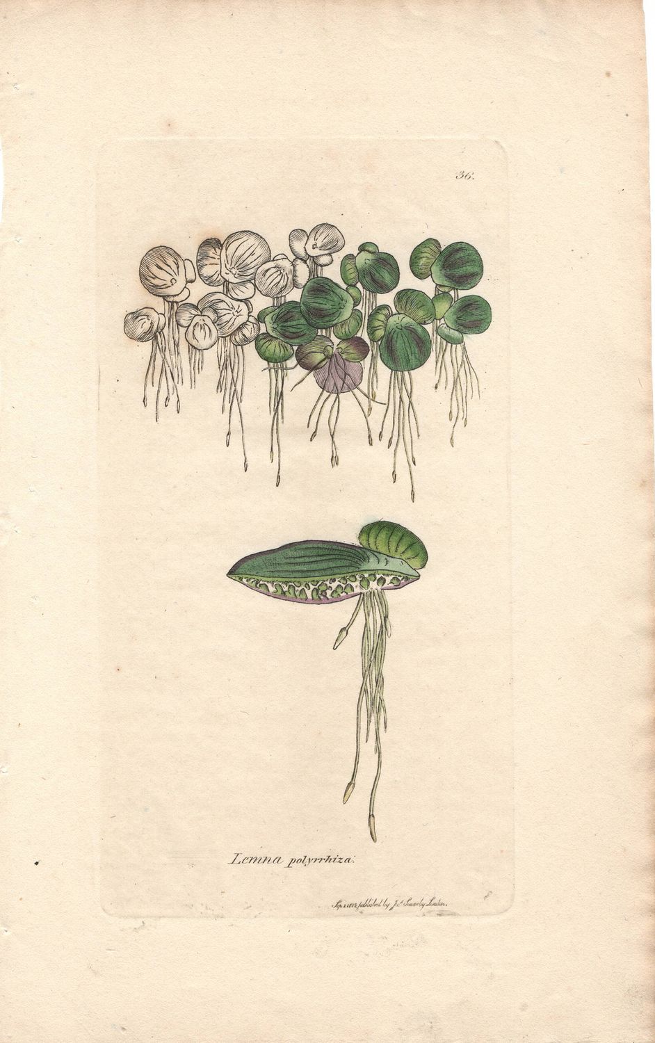1812 Botanical Study of Plate # 36 Lemna polyrrhiza w/ohc By Sowerby