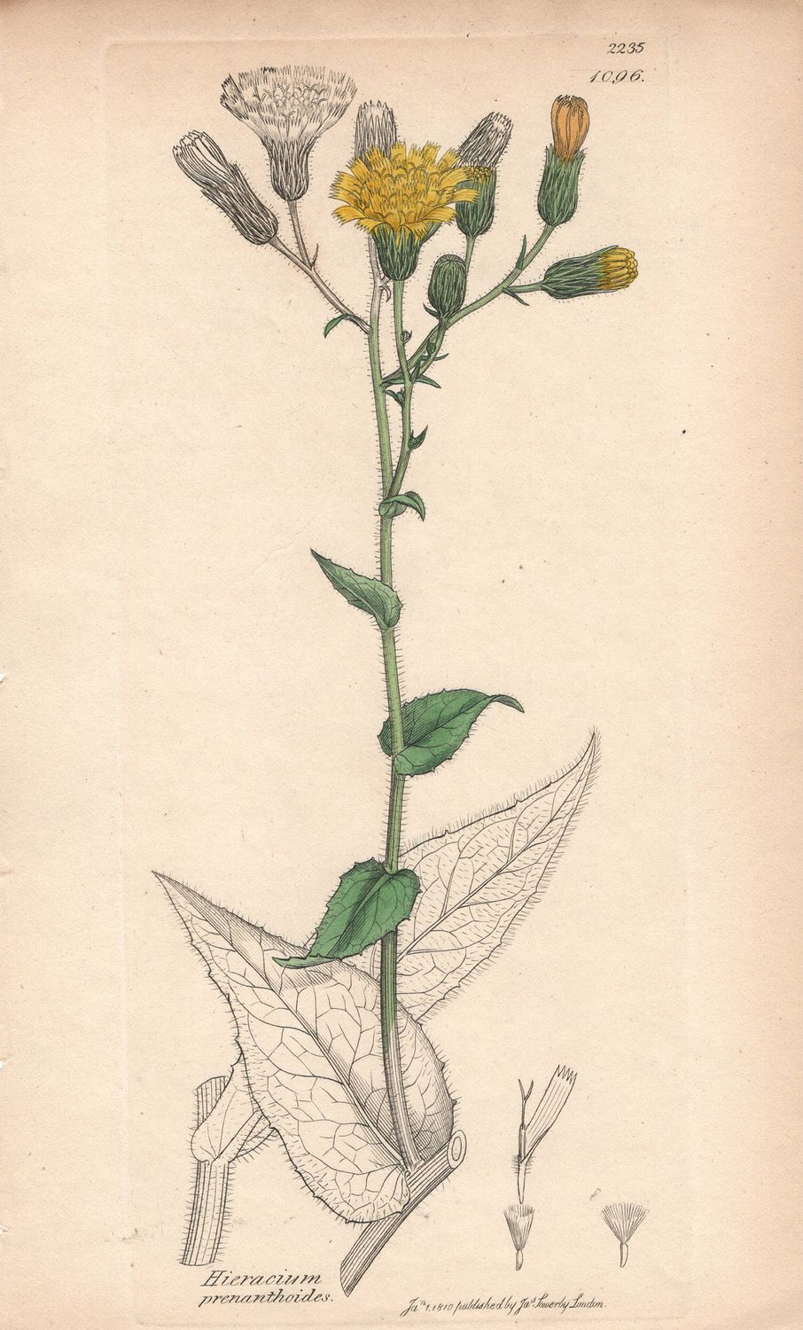 1810 Botanical Study of Plate # 1096 Hiericium prenanthoides w/ohc By Sowerby