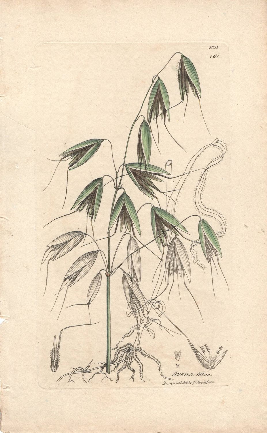 1810 Botanical Study of Plate # 161 Avena fatua w/ohc By Sowerby