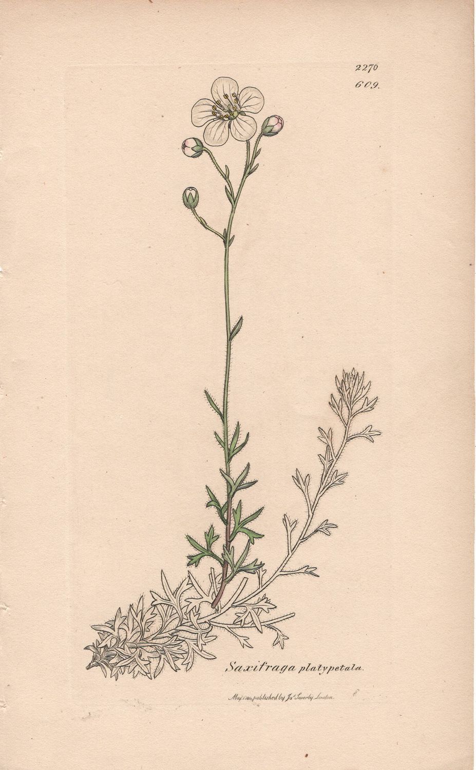 1811 Botanical Study of Plate # 609 Saxifraga platypetula w/ohc By Sowerby
