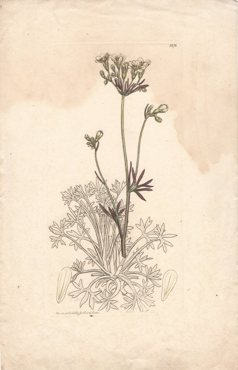 1811 Botanical Study of Plate # 2278 Unk Plant w/ohc By Sowerby