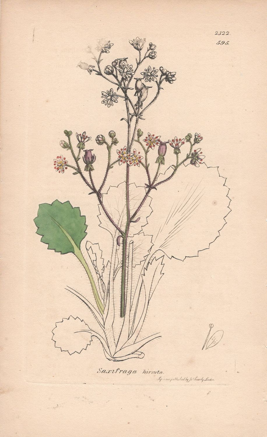 1811 Botanical Study of Plate #595 Saxifraga hirsuta  w/ohc By Sowerby