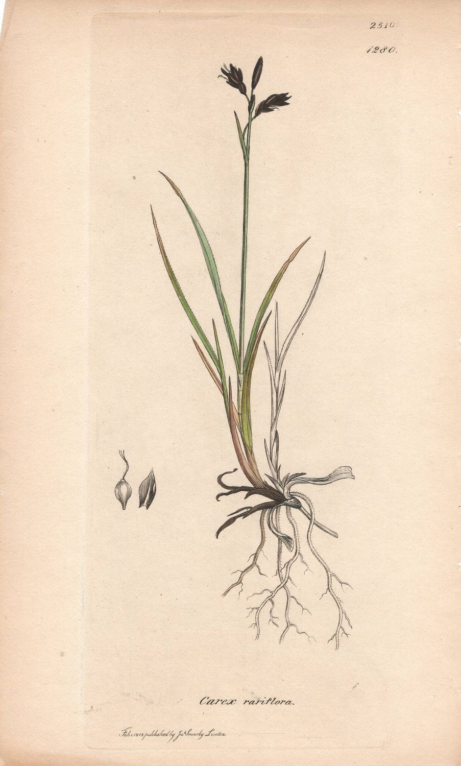 1813 Botanical Study of Plate # 1280 Carex rariflora w/ohc By Sowerby