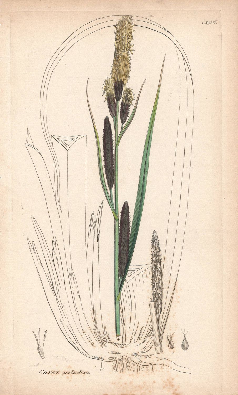 1813 Botanical Study of Plate # 1296 Carex paludosa w/ohc By Sowerby