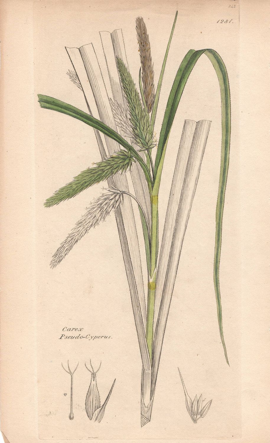 1813 Botanical Study of Plate # 1281 Carex Pseudo-cyperus w/ohc By Sowerby