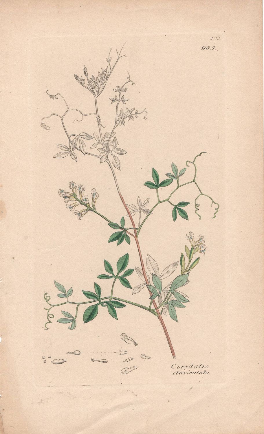 1813 Botanical Study of Plate # 985 Corydalis claricaluta w/ohc By Sowerby
