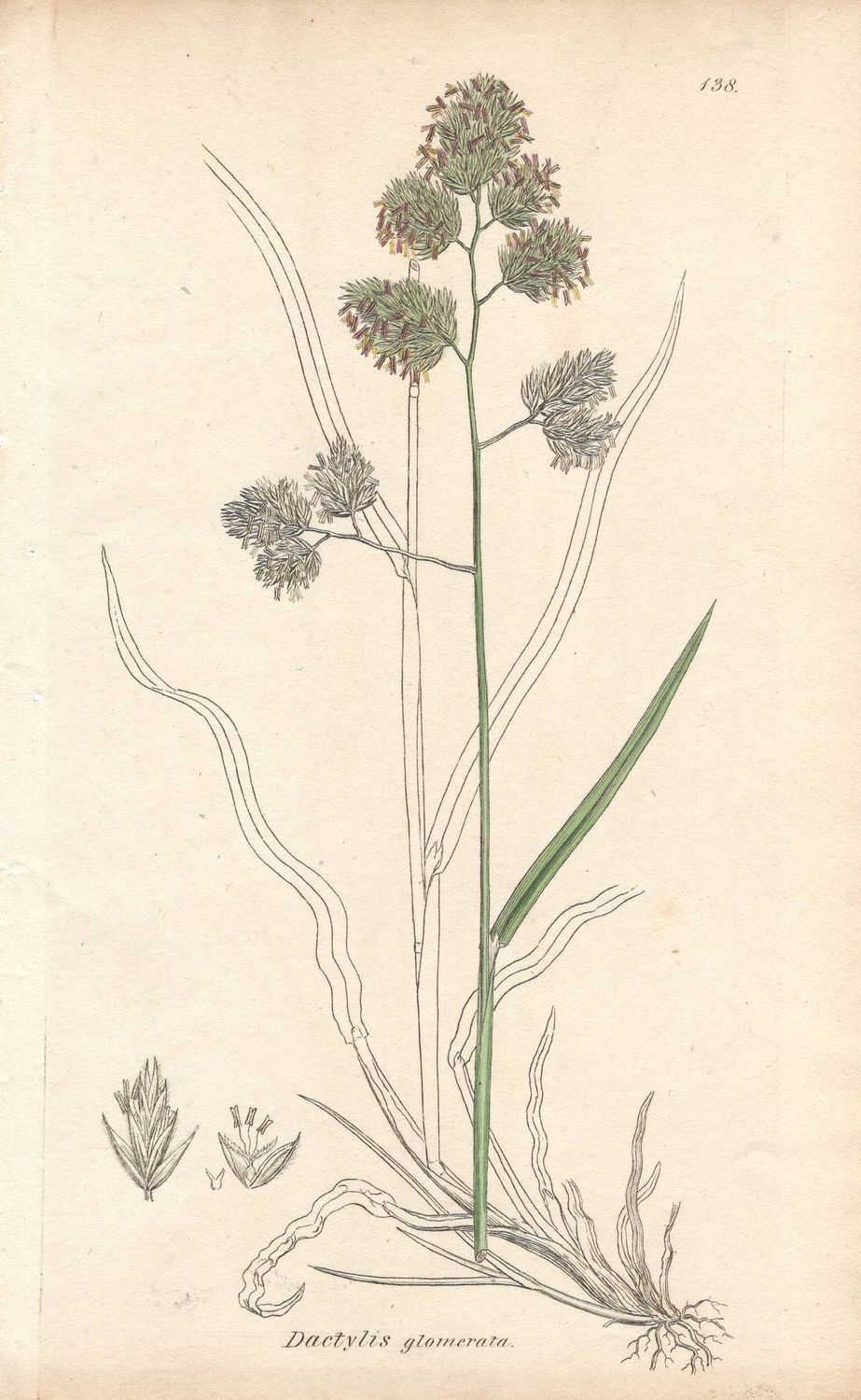 1813 Botanical Study of Plate # 138 Dactylis glomerata w/ohc By Sowerby