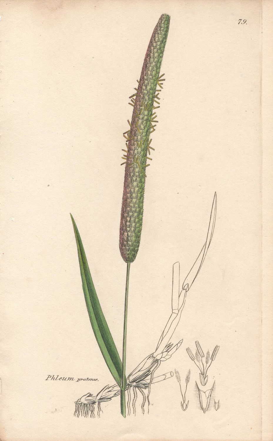 1813 Botanical Study of Plate # 79 Phleum pratense w/ohc By Sowerby