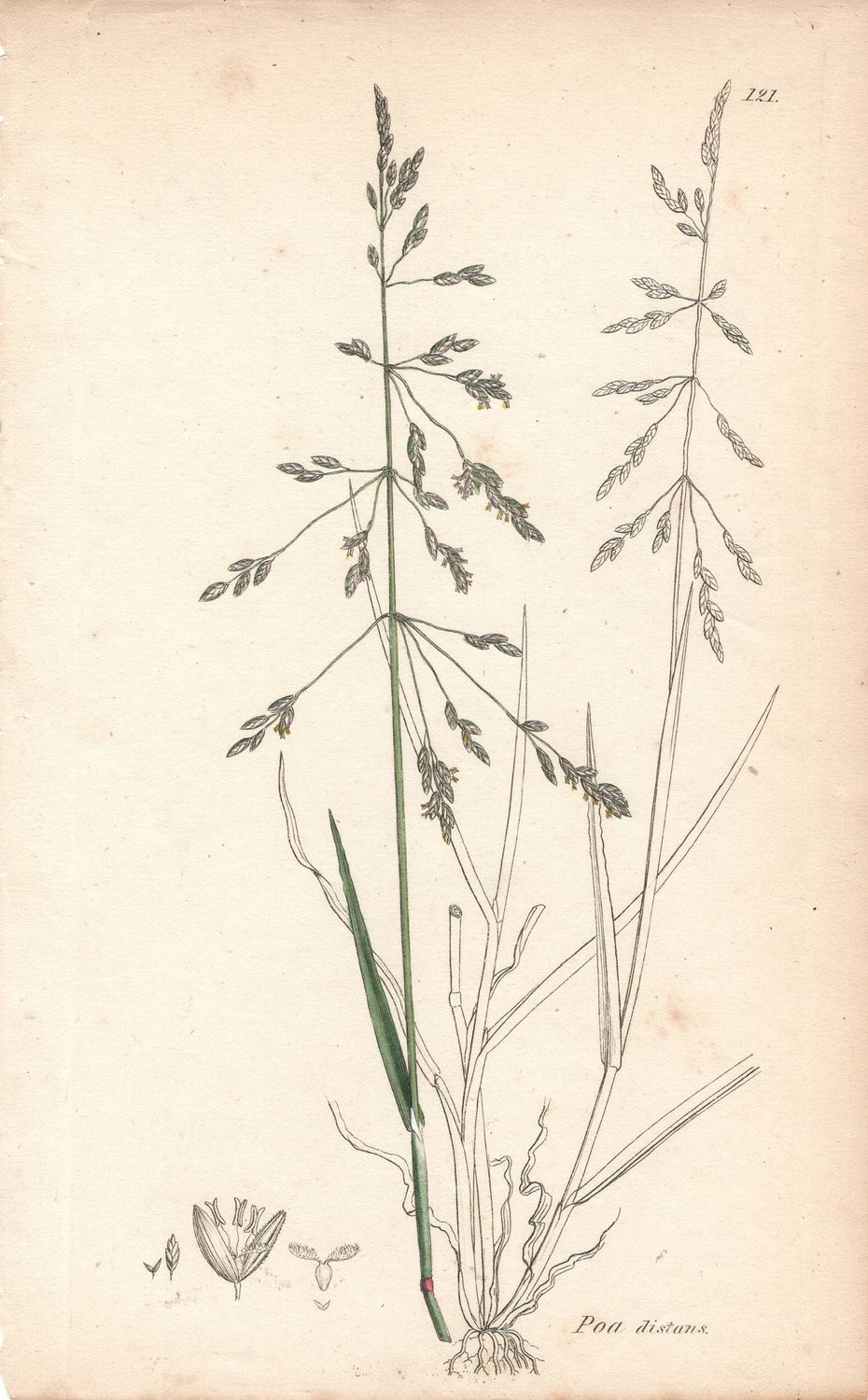 1813 Botanical Study of Plate # 121 Poa distans w/ohc By Sowerby