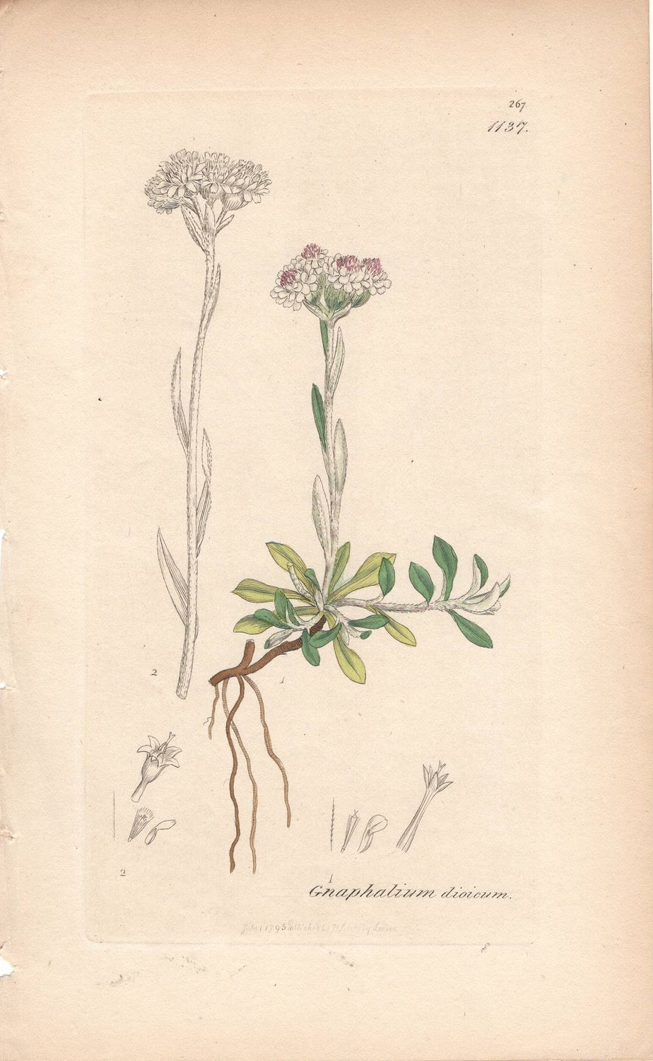 1813 Botanical Study of Plate # 1137 Gnaphalium dioicum w/ohc By Sowerby