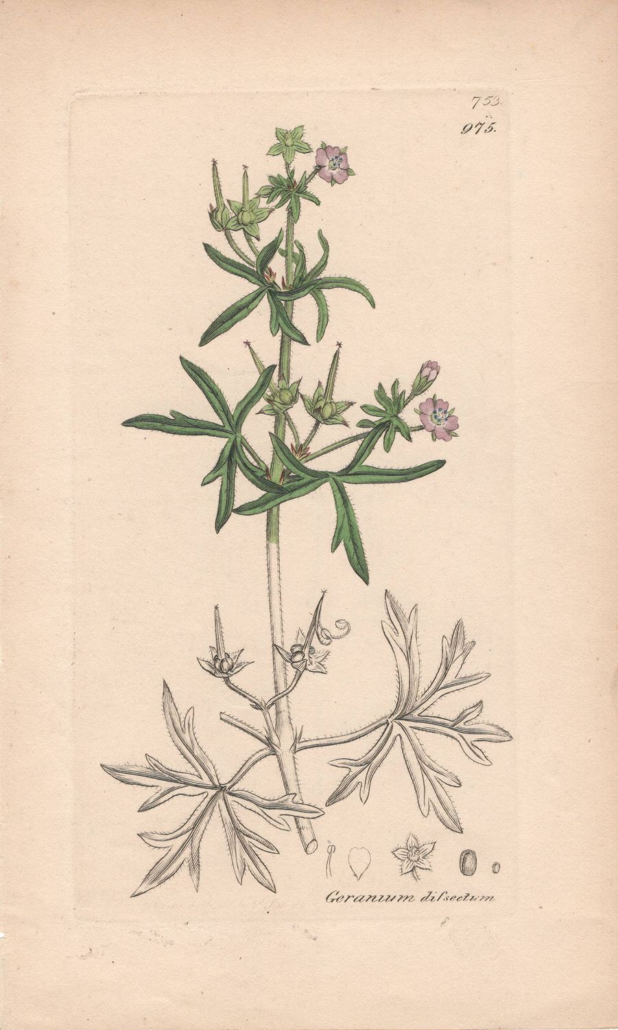 1813 Botanical Study of Plate # 975 Geranium dissectum w/ohc By Sowerby