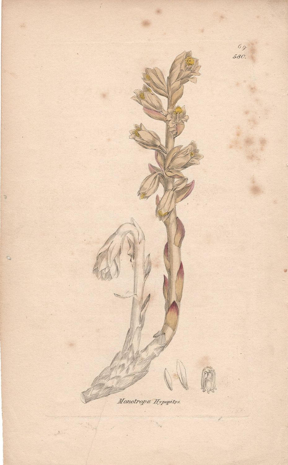 1813 Botanical Study of Plate # 580 Monotropa Hypopitys w/ohc By Sowerby