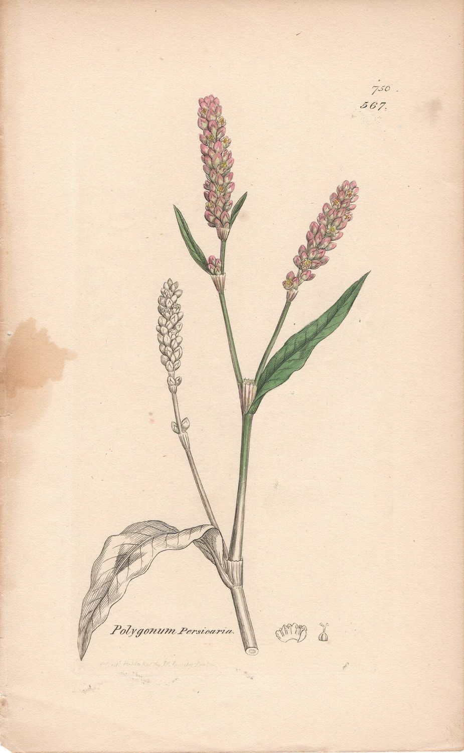 1813 Botanical Study of Plate # 567 Polygonum persicara w/ohc By Sowerby