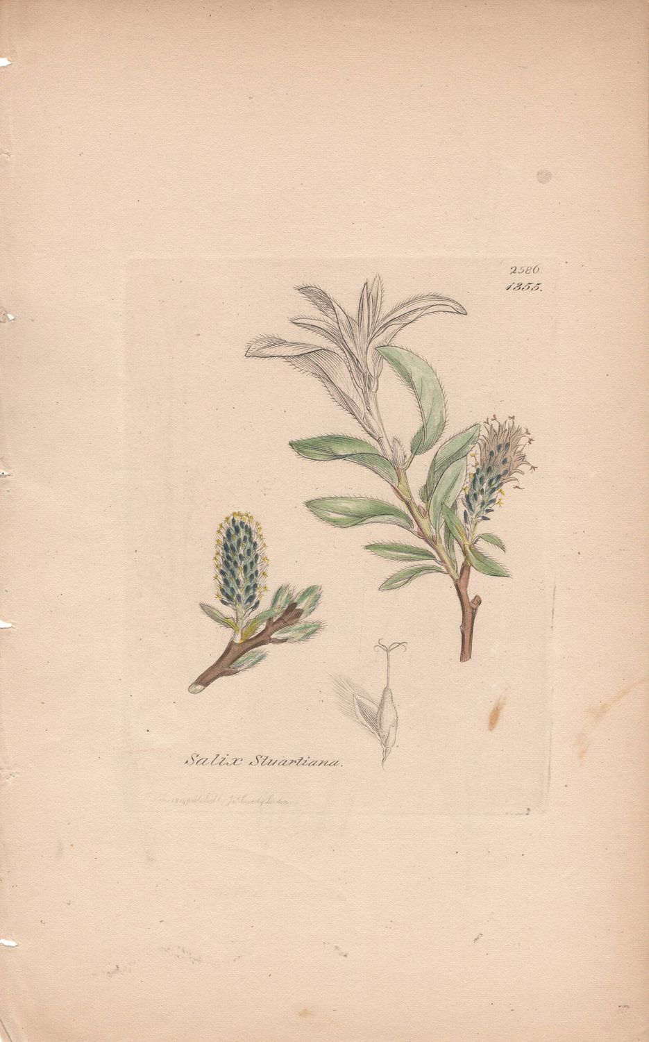 1813 Botanical Study of Plate # 1355 Salix Stuartiana w/ohc By Sowerby