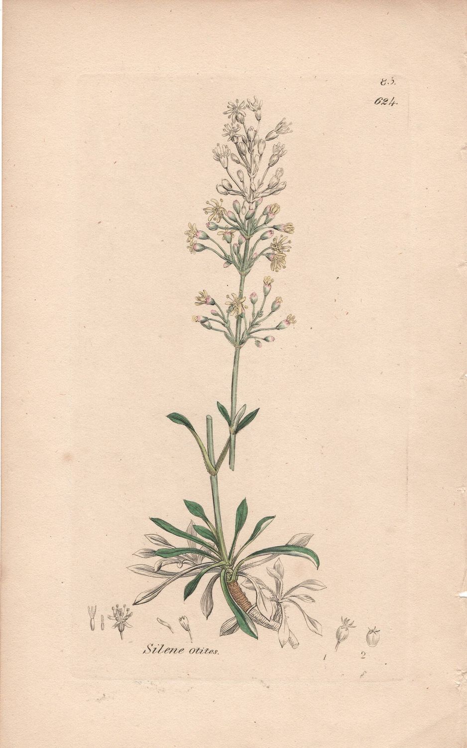 1813 Botanical Study of Plate # 624 Silene otites w/ohc By Sowerby