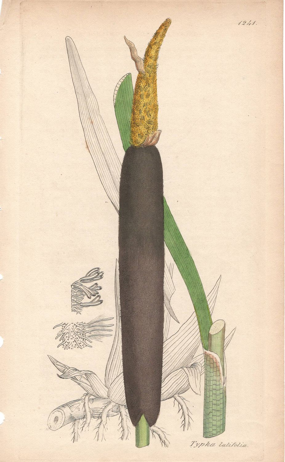 1813 Botanical Study of Plate # 1241 Typha latifolia w/ohc By Sowerby