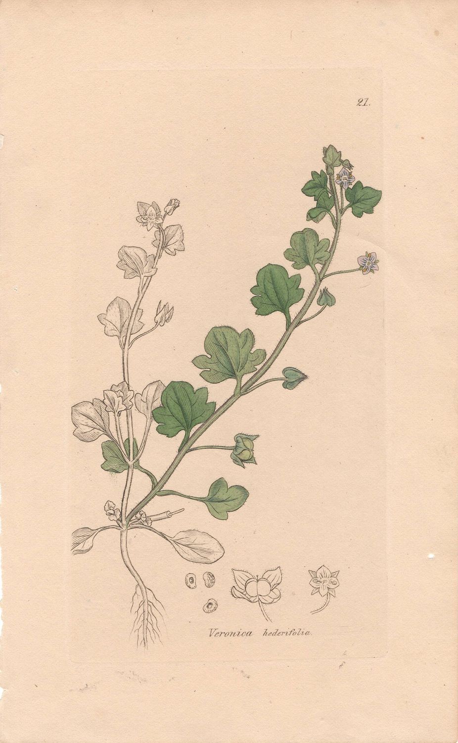 1813 Botanical Study of Plate # 21 Veronica hederfolia w/ohc By Sowerby