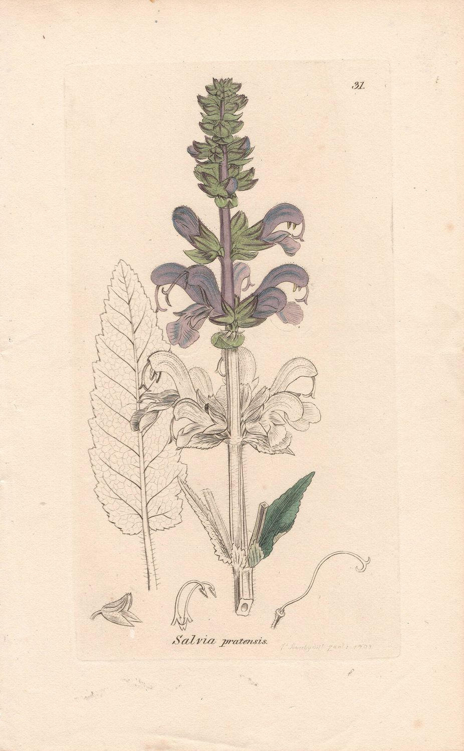 1813 Botanical Study of Plate # 31 Salvia pratensis w/ohc By Sowerby