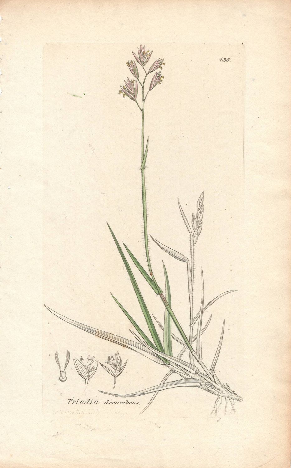 1813 Botanical Study of Plate # 135 Triodia decumbens w/ohc By Sowerby