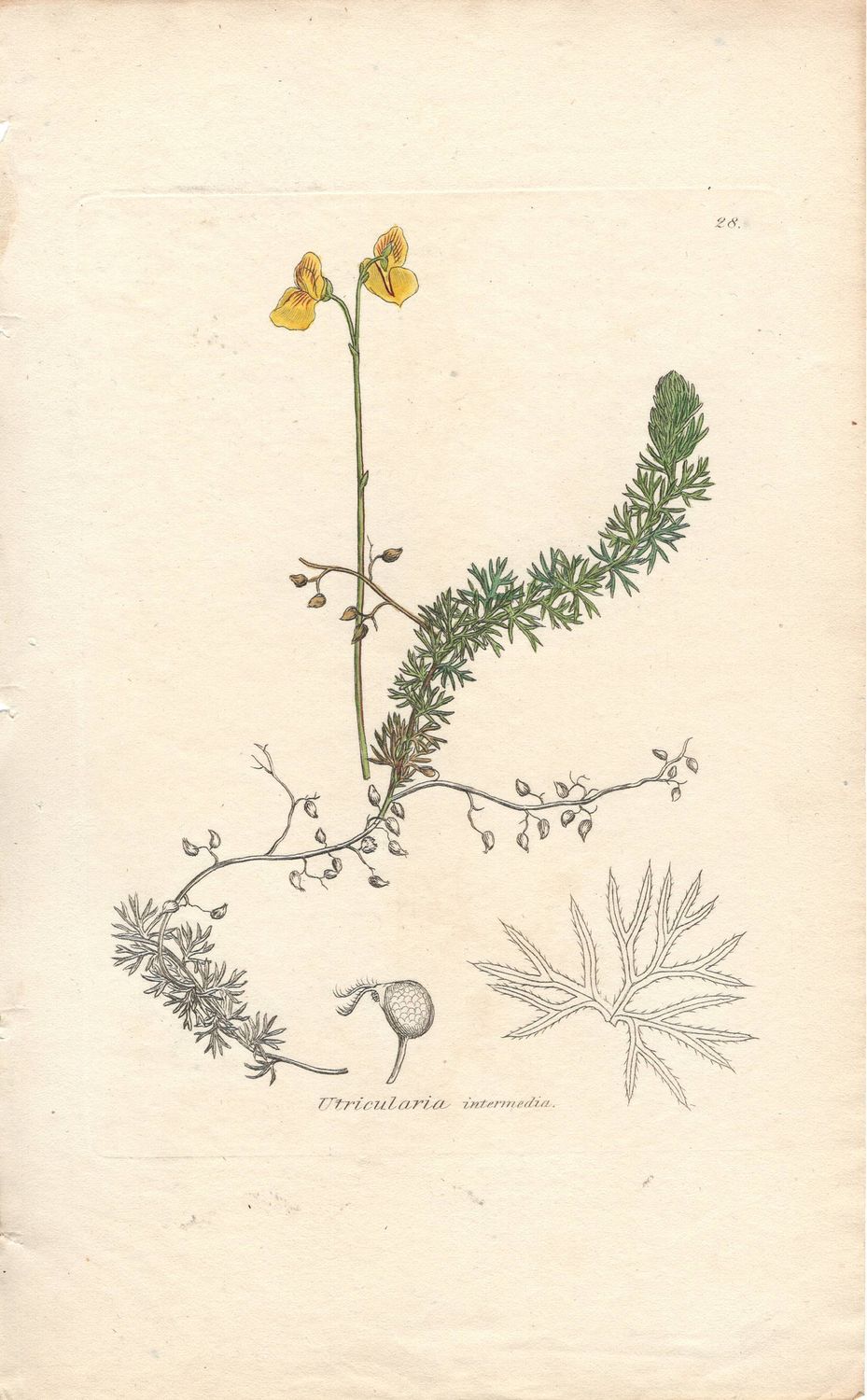 1813 Botanical Study of Plate # 28 Utricularia intermedia w/ohc By Sowerby
