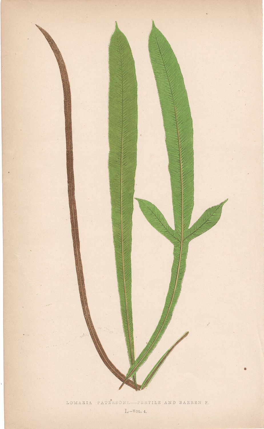 1889 Group of Studies (3) of Fern in Chromolithography