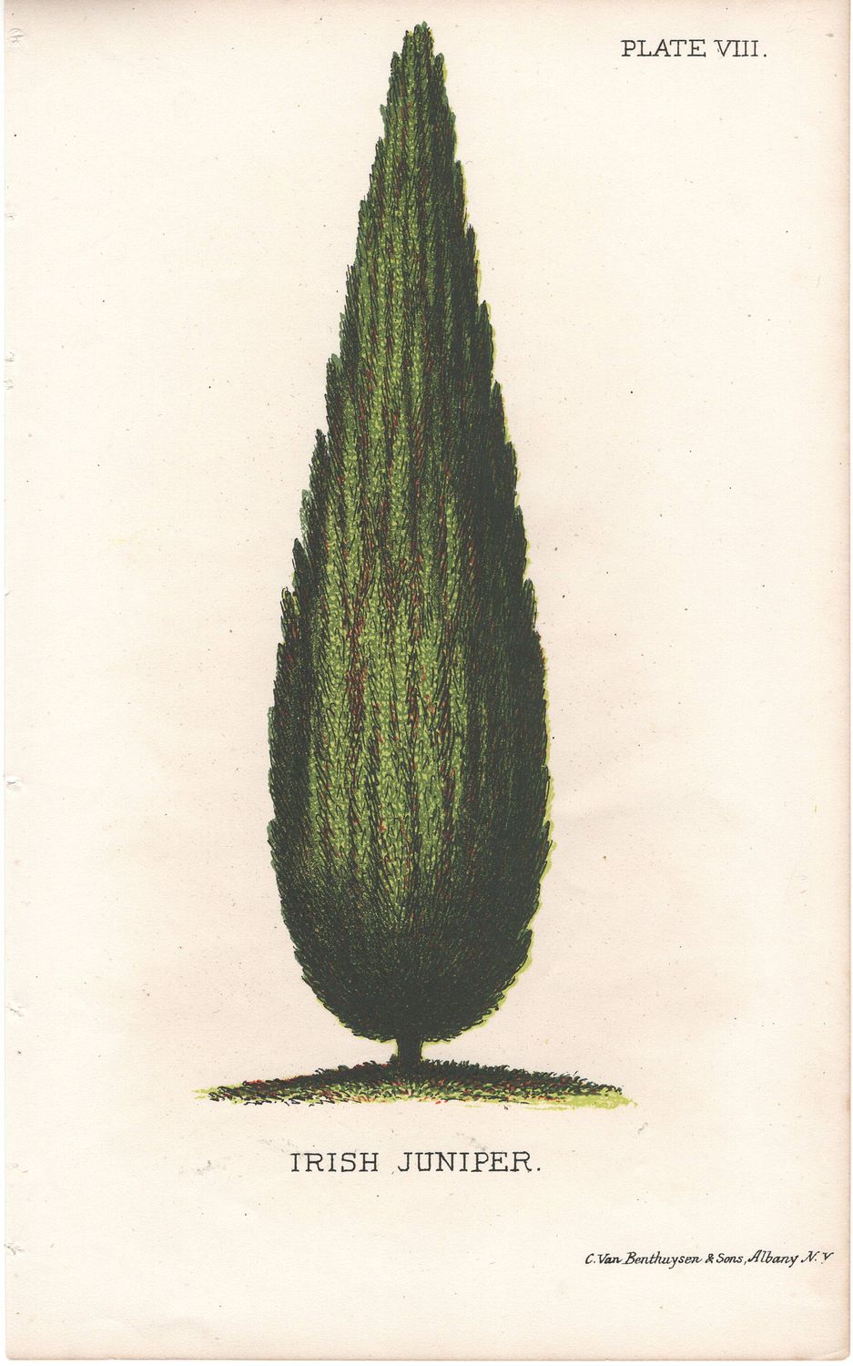 1820 Study of the Irish Cypress w/ohc