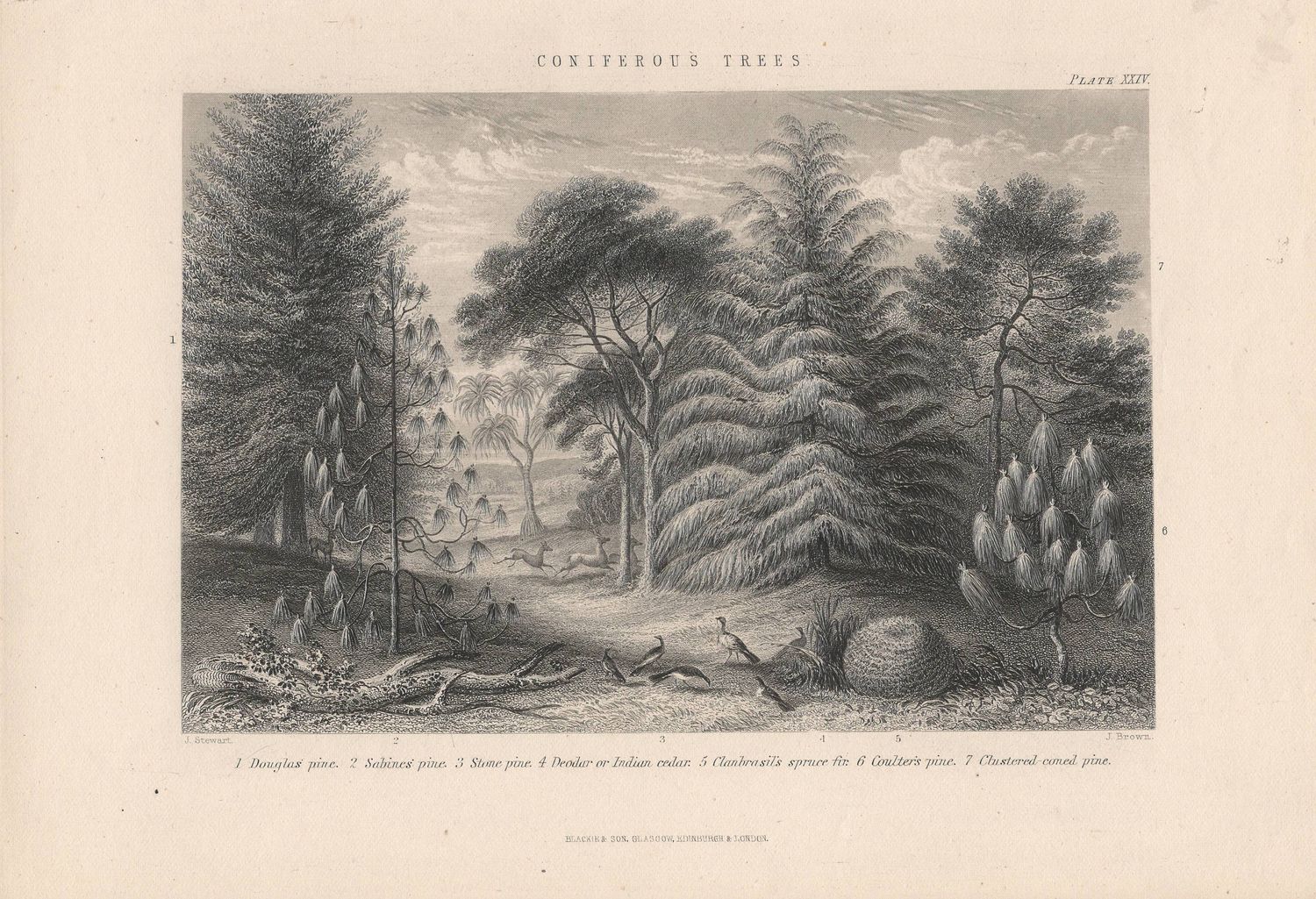 1875 Study of Coniferous Trees by Blackie &amp; Son
