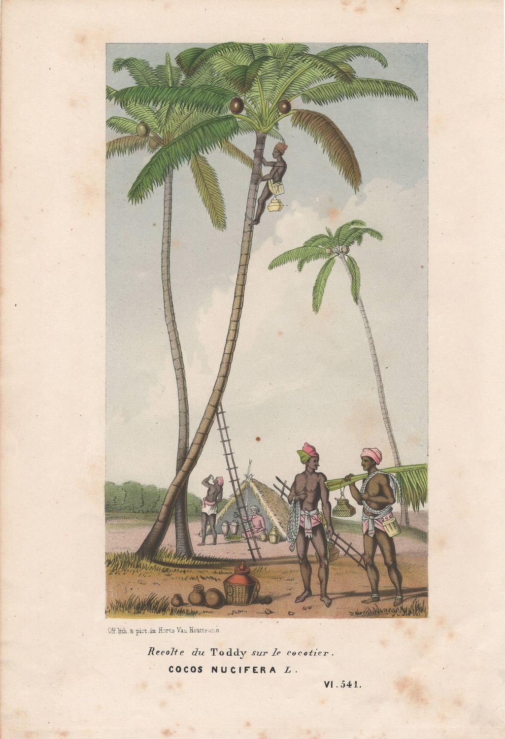 1885 Pair of Views (2) of Palms: the Coconut Palm and the Palms of the Maylay Peninsula w/ text page