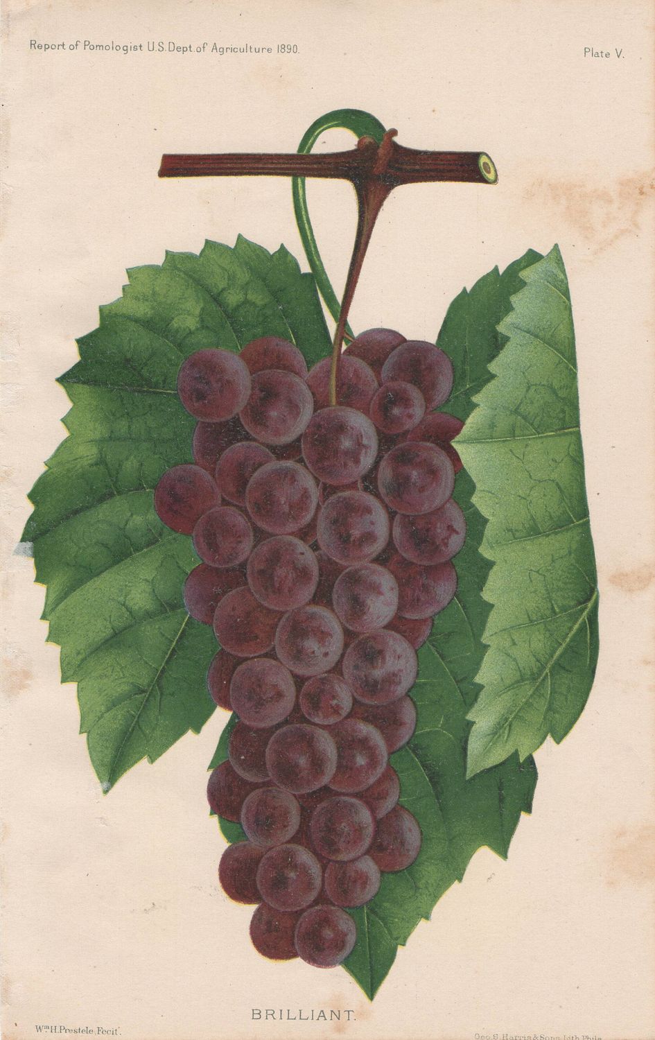 1890 Study of the Brilliant Red Grape in Chromolithography