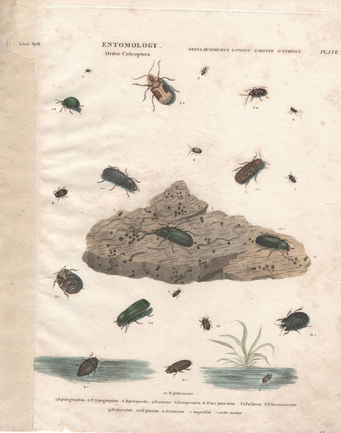 1790 Study on Entomology Plate V Bustrichus Coleoptera