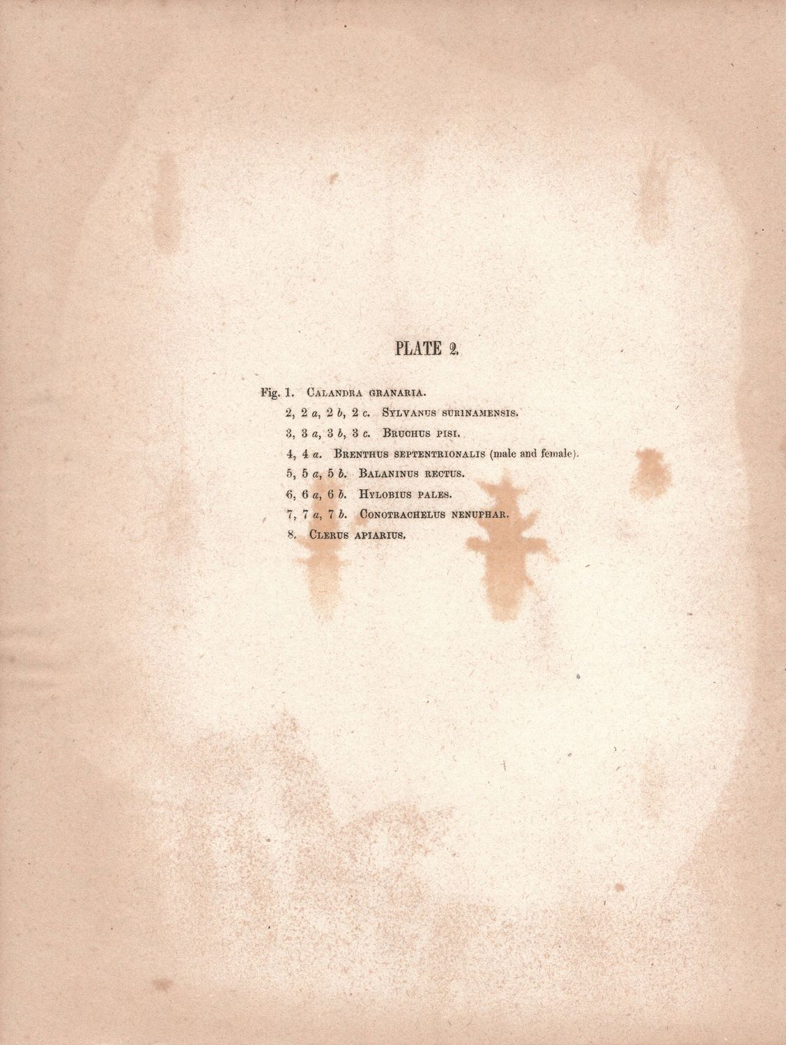 1854 Study of Beetles Plate #2 w/ text page of names by Richard Pease