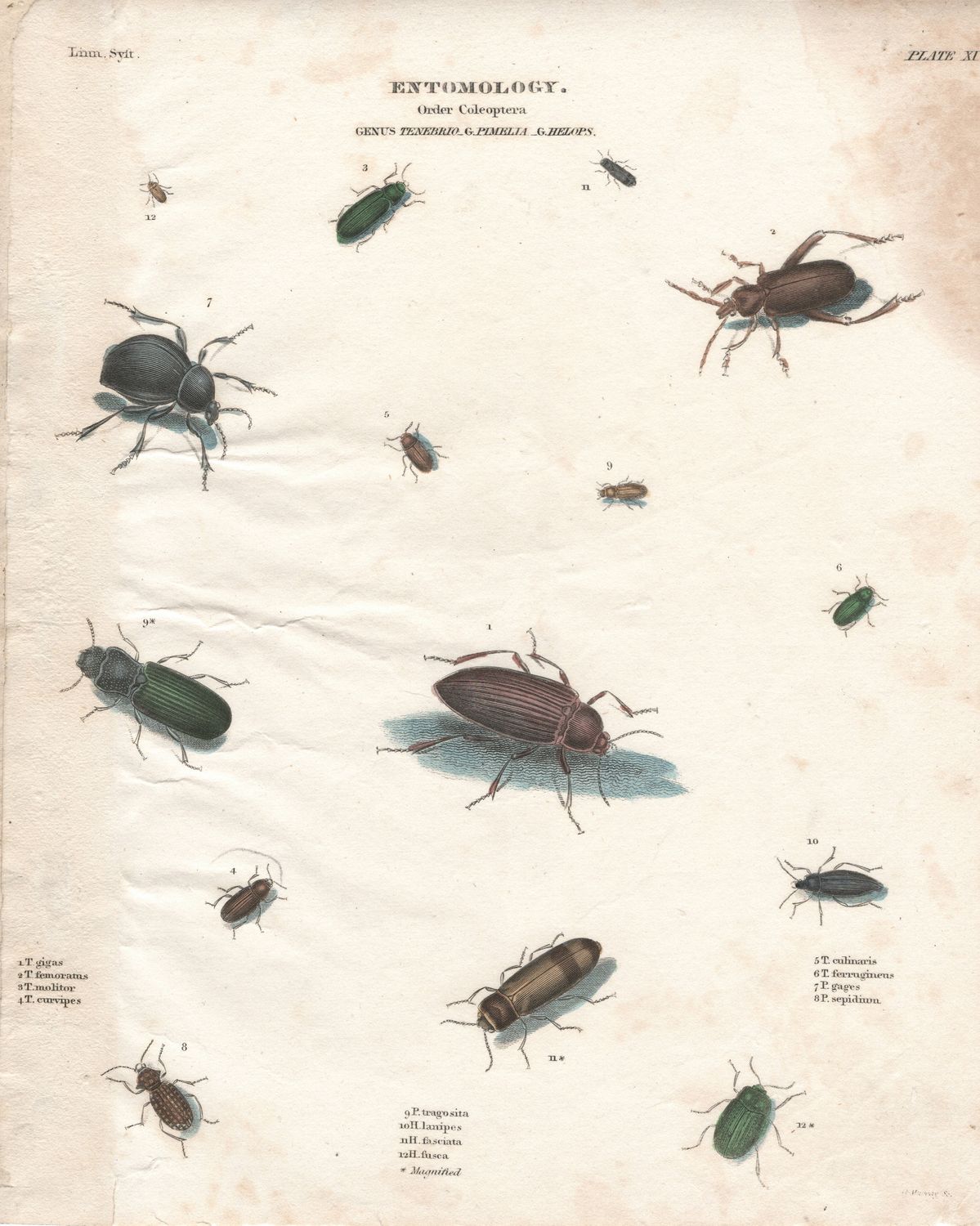 1790 Study on Entomology Plate XI Tenebrio Coleoptera