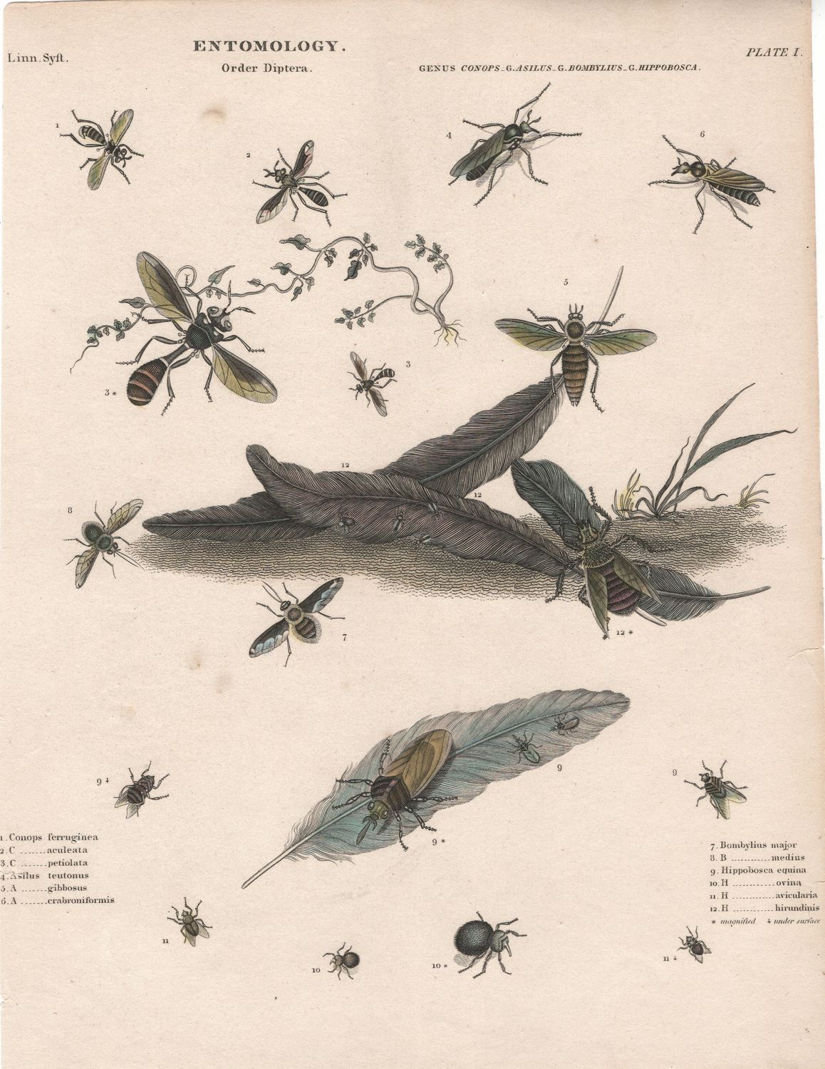 1790 Study on Entomology Plate I Conops Diptera