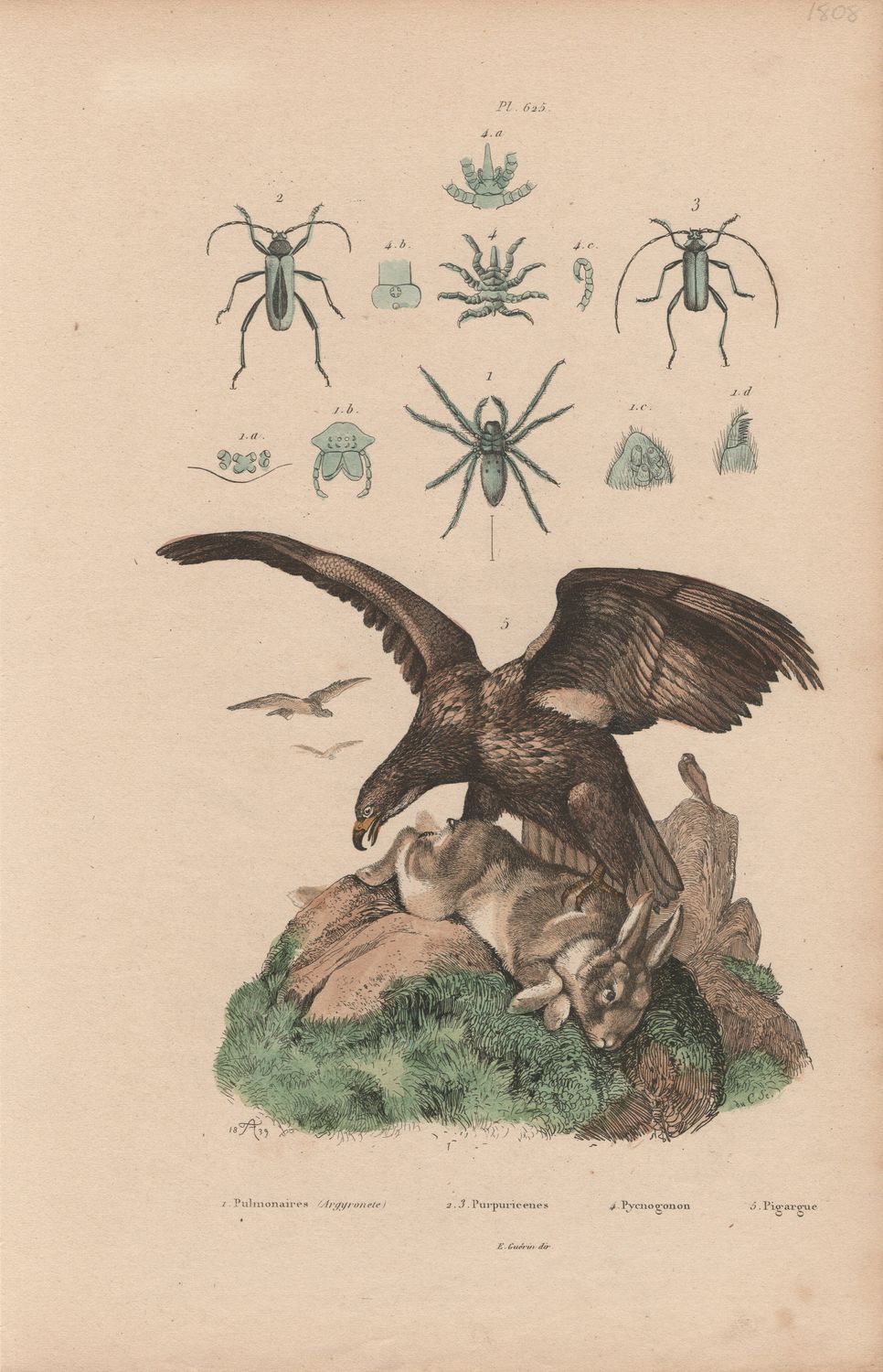 1844 Study from an Illustrated Dictionary  w/ohc - Plate #625 Pulmonaires, Purpuricenes, Pycnogonon &amp; Pirargue