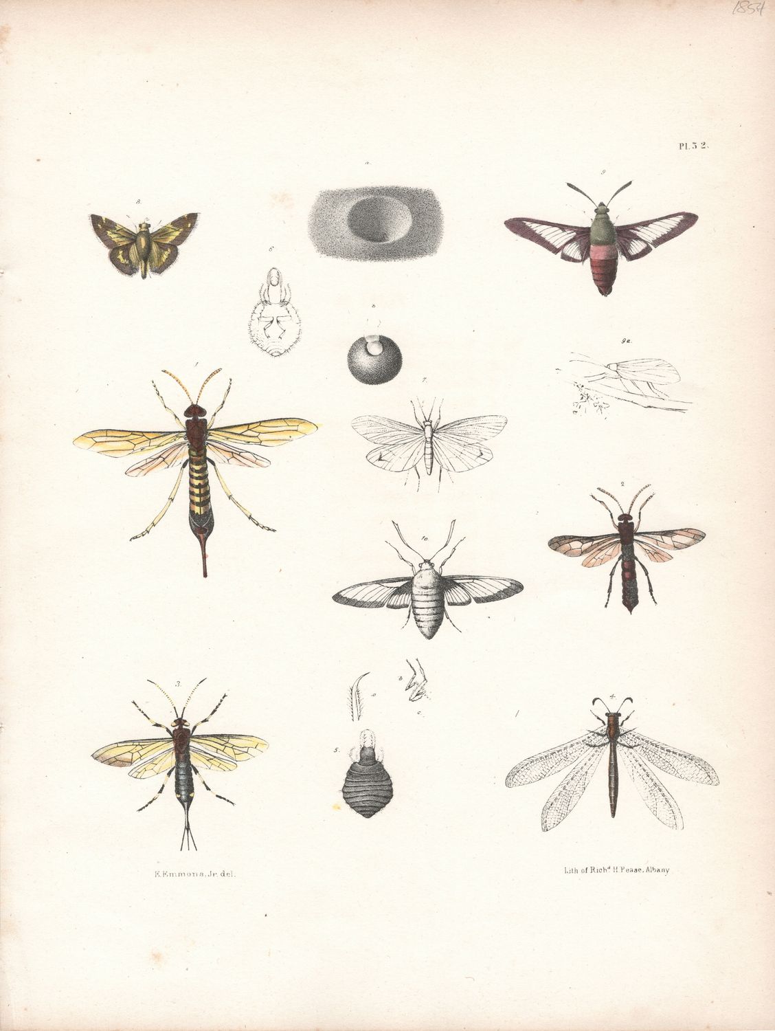 1854 Study of Moths Plate #32 w/ text page of names by Richard Pease