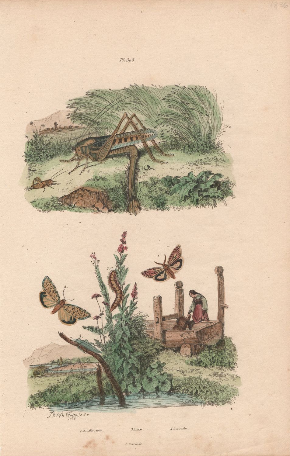 1844 Study from an Illustrated Dictionary  w/ohc - Plate #308 Lithosies, Lixe &amp; Locuste