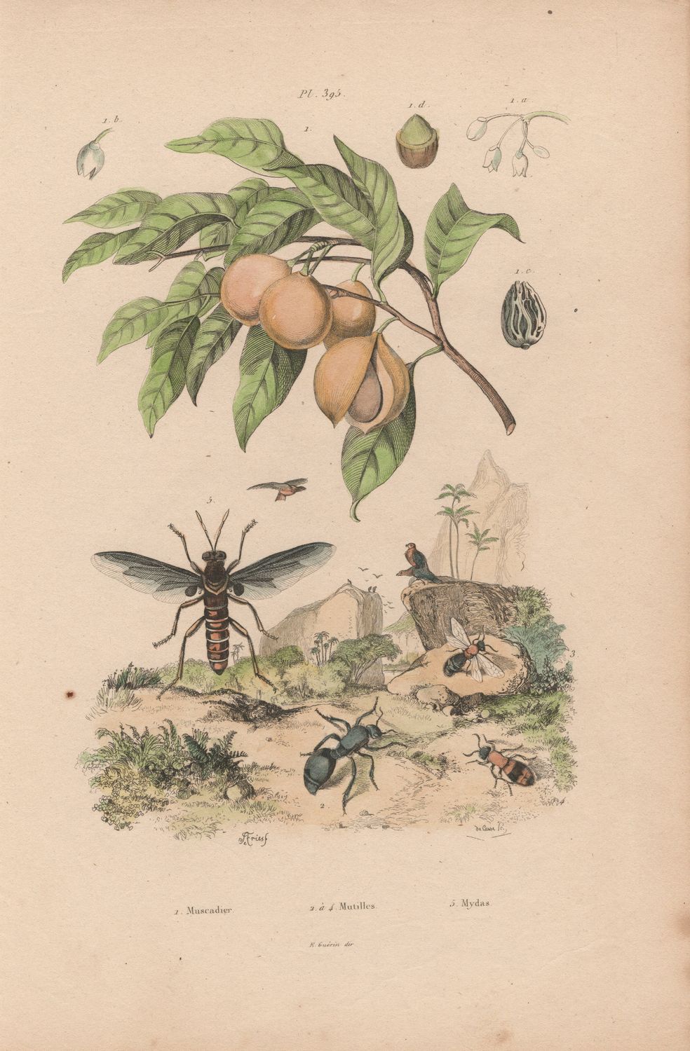 1844 Study from an Illustrated Dictionary  w/ohc -Plate #395 Muscardier, Mutilles, Mydas