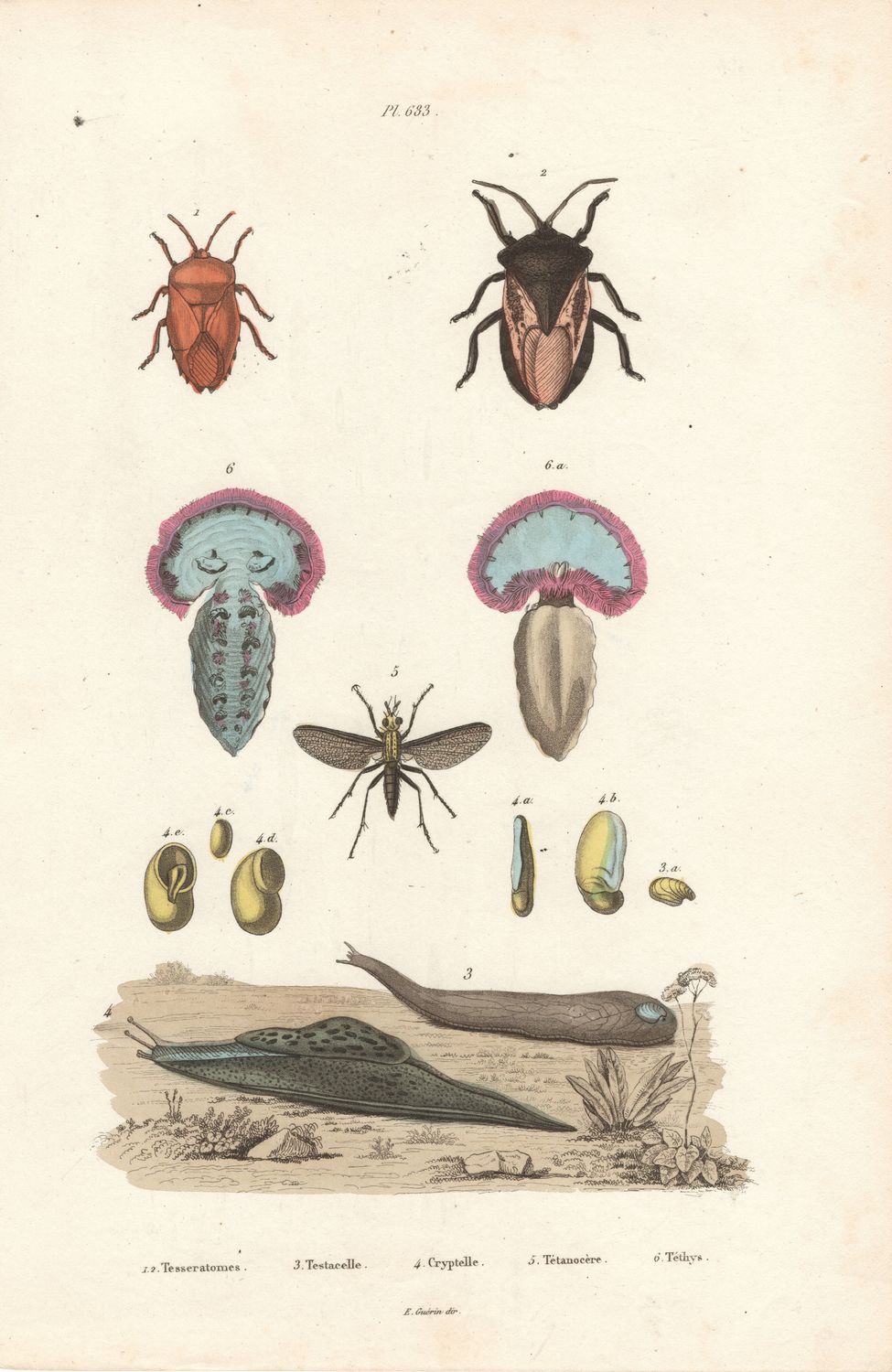 1844 Study from an Illustrated Dictionary  w/ohc - Plate #633 Tesseratomes, Testacelle, Cryptelle
