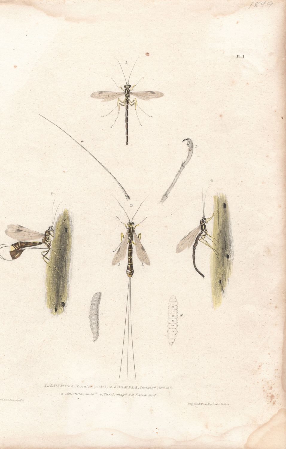 1849 Study of the Pimpla lunator w/ohc by Gavin &amp; Duthie