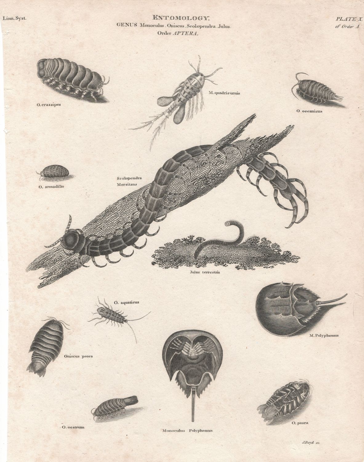 1790 Study on Entomology Plate X - Monoculus Aptera