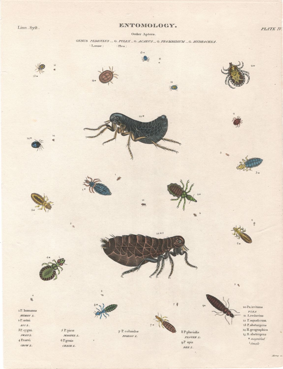 1790 Study on Entomology Plate  IV Pediculus Aptera