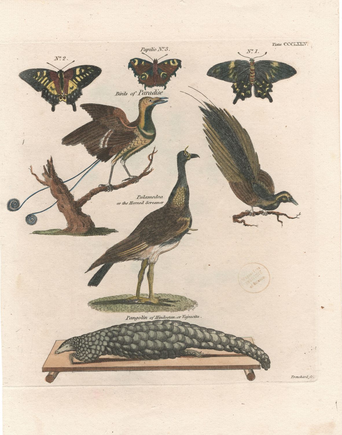 1798 Study of Animals w/ohc : Pangolin, Palamedea, Paradise