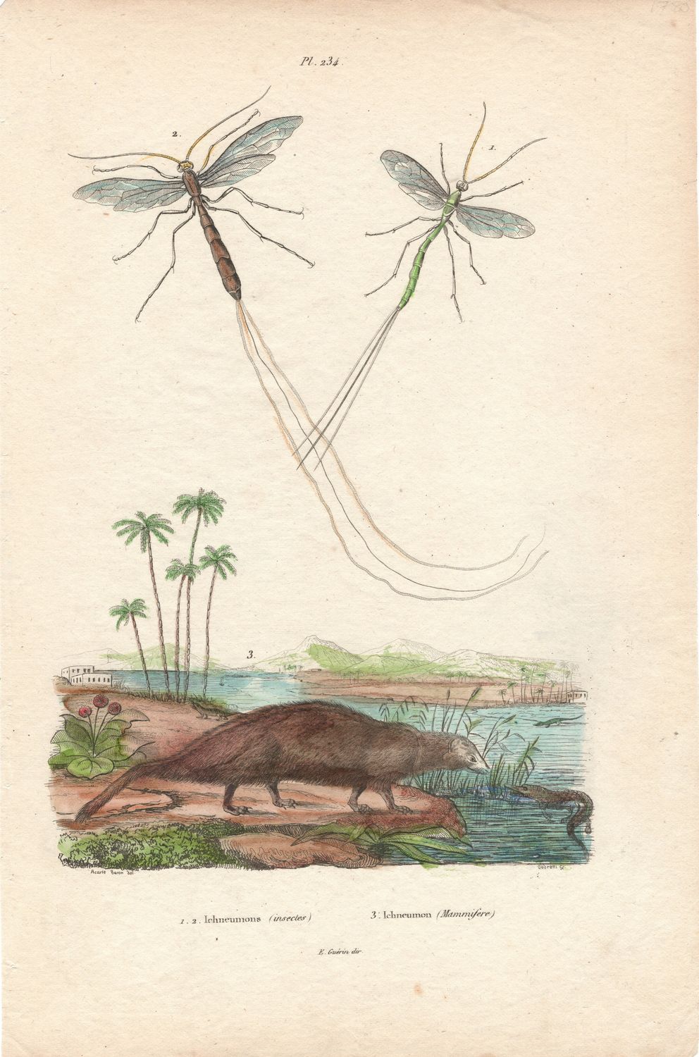 1844 Study from an Illustrated Dictionary  w/ohc -Plate #234 Ichneumons Insectes &amp; Mammifere